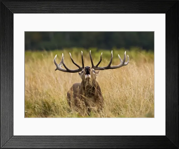 Framed Print : Red Deer - Stag roaring - Richmond Park UK 14953 Framed Print : Red Deer - Stag roaring - Richmond Park UK 14953