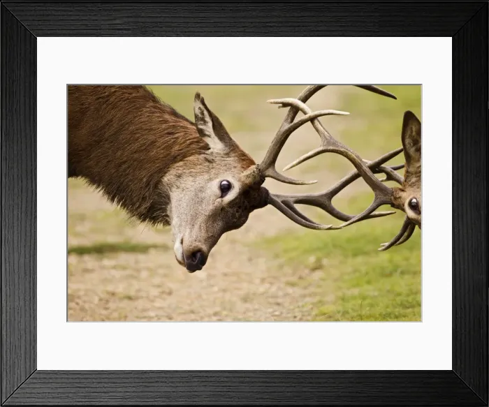 Framed Print : Red Deer - Stags rutting - close up - Richmond Park UK 14958 Framed Print : Red Deer - Stags rutting - close up - Richmond Park UK 14958