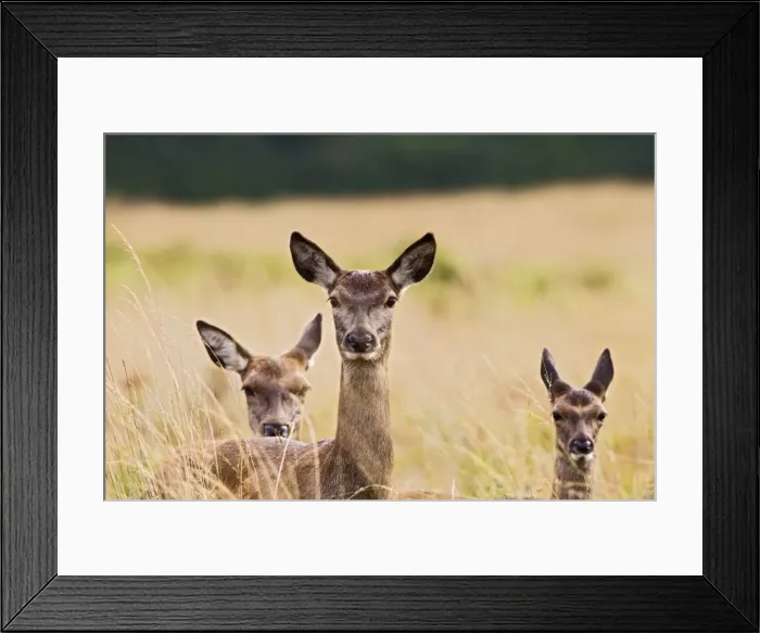 Framed Print : Red Deer - three hinds - Richmond Park UK 14970 Framed Print : Red Deer - three hinds - Richmond Park UK 14970