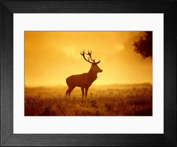 Framed Print : Red Deer - Stag at misty sunrise - Richmond Park UK 14974 Framed Print : Red Deer - Stag at misty sunrise - Richmond Park UK 14974