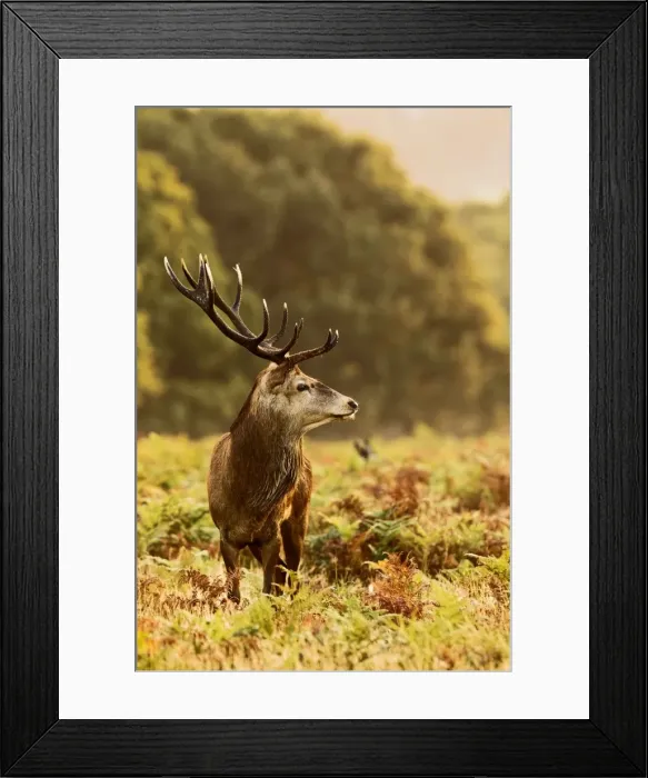 Framed Print : Red Deer - Stag at sunrise - Richmond Park UK 14978 Framed Print : Red Deer - Stag at sunrise - Richmond Park UK 14978