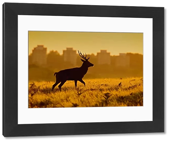 Red Deer - stag in mist at sunrise - Richmond Park UK 14983