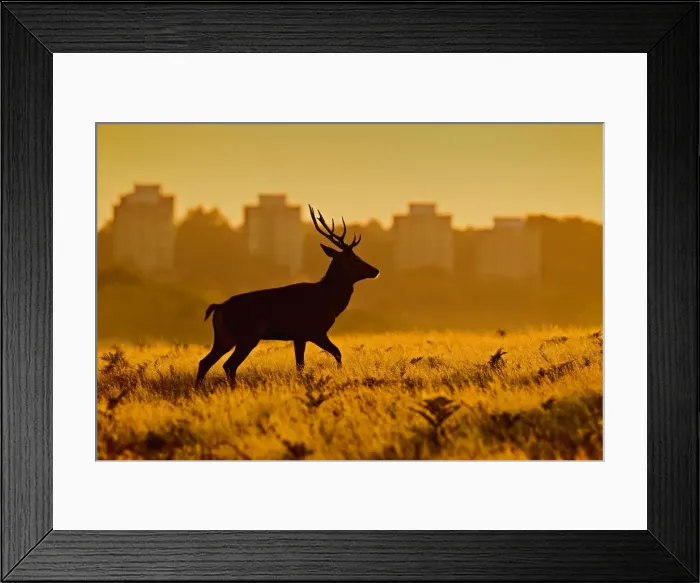 Framed Print : Red Deer - stag in mist at sunrise - Richmond Park UK 14983 Framed Print : Red Deer - stag in mist at sunrise - Richmond Park UK 14983