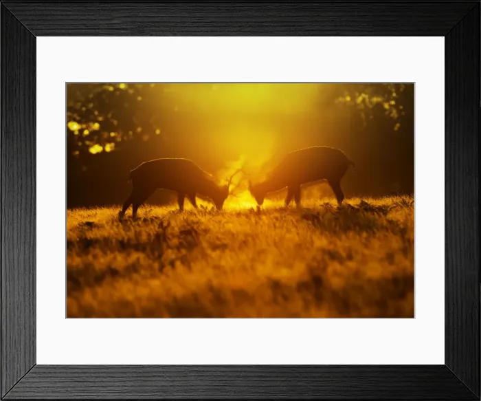 Framed Print : Red Deer - stags rutting in mist at sunrise - Richmond Park UK 14987 Framed Print : Red Deer - stags rutting in mist at sunrise - Richmond Park UK 14987