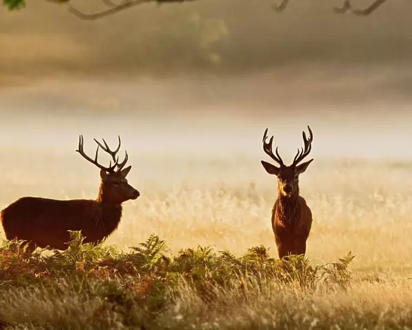 Red Deer - stags in mist at sunrise - Richmond Park UK 14988