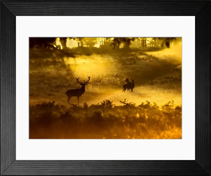 Framed Print : Red Deer - in mist at sunrise - Richmond Park UK 14991 Framed Print : Red Deer - in mist at sunrise - Richmond Park UK 14991