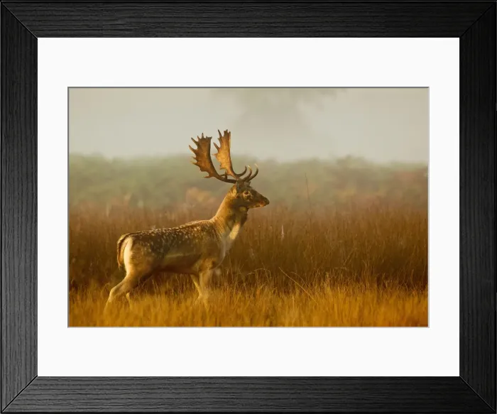 Framed Print : Fallow Deer - stag in mist at sunrise - Richmond Park UK 14993 Framed Print : Fallow Deer - stag in mist at sunrise - Richmond Park UK 14993