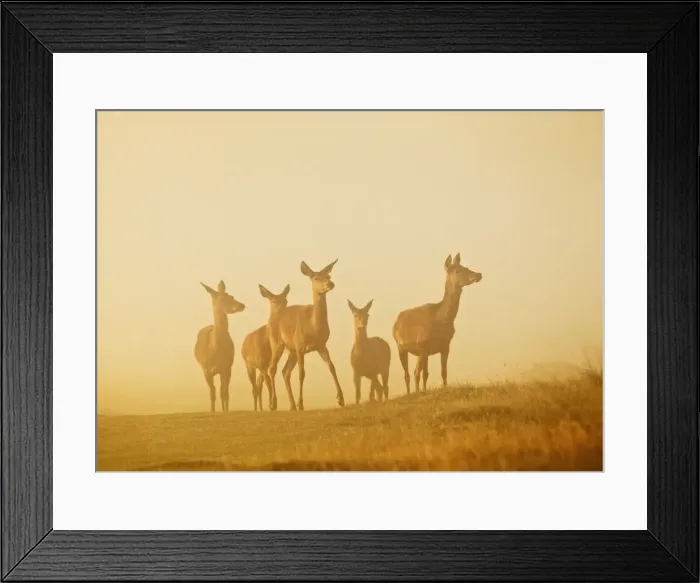 Framed Print : Red Deer - hinds in mist at sunrise - Richmond Park UK 14994 Framed Print : Red Deer - hinds in mist at sunrise - Richmond Park UK 14994