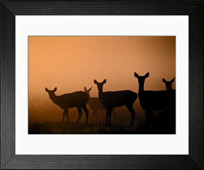 Framed Print : Red Deer - hinds at sunrise - Richmond Park UK 14996 Framed Print : Red Deer - hinds at sunrise - Richmond Park UK 14996