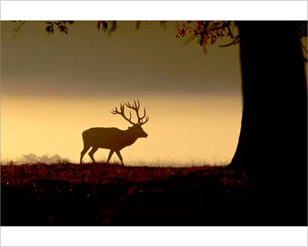 Red Deer - stag in mist at sunrise - Richmond Park UK 15024