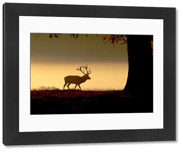 Red Deer - stag in mist at sunrise - Richmond Park UK 15024