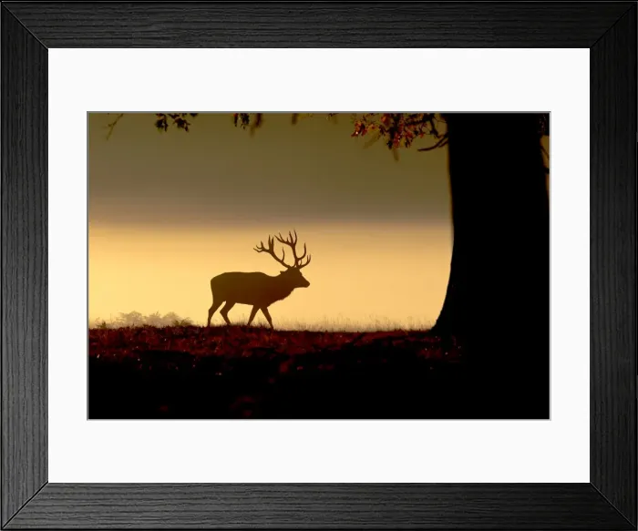 Framed Print : Red Deer - stag in mist at sunrise - Richmond Park UK 15024 Framed Print : Red Deer - stag in mist at sunrise - Richmond Park UK 15024