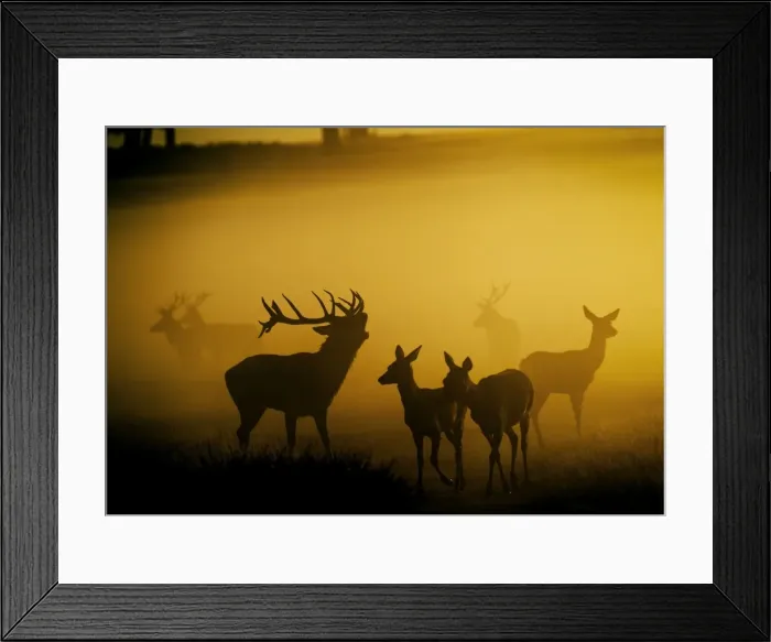 Framed Print : Red Deer - in mist at sunrise - Richmond Park UK 15030 Framed Print : Red Deer - in mist at sunrise - Richmond Park UK 15030