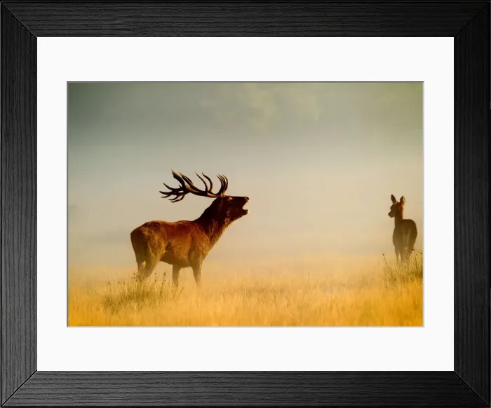 Framed Print : Red Deer - stag roaring in mist at sunrise - Richmond Park UK 15033 Framed Print : Red Deer - stag roaring in mist at sunrise - Richmond Park UK 15033
