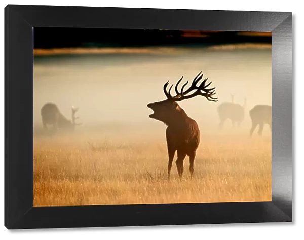 Red Deer - stag roaring in mist at sunrise - Richmond Park UK 15034