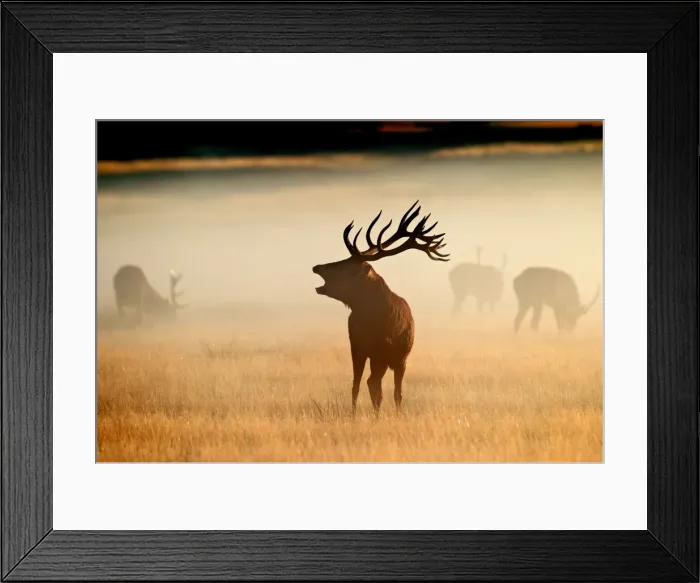 Framed Print : Red Deer - stag roaring in mist at sunrise - Richmond Park UK 15034 Framed Print : Red Deer - stag roaring in mist at sunrise - Richmond Park UK 15034