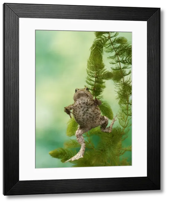 Framed Print : Common Toad BB 599 Swimming underwater Bufo bufo © Brian Bevan / ardea. com Framed Print : Common Toad BB 599 Swimming underwater Bufo bufo © Brian Bevan / ardea. com