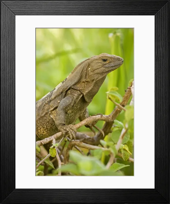 Framed Print : Spiny-tailed Iguana - Santa Rosa National Park - Costa Rica Framed Print : Spiny-tailed Iguana - Santa Rosa National Park - Costa Rica