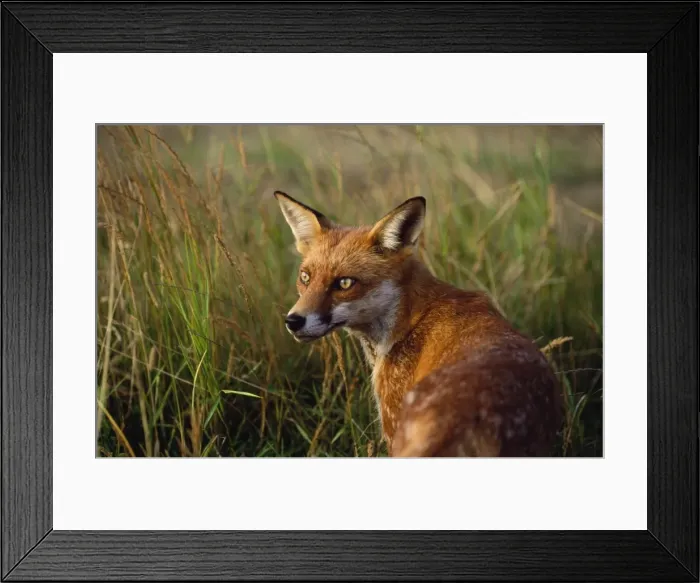 Framed Print : Red Fox. CK-1085. RED FOX - close-up in tall grass Framed Print : Red Fox. CK-1085. RED FOX - close-up in tall grass
