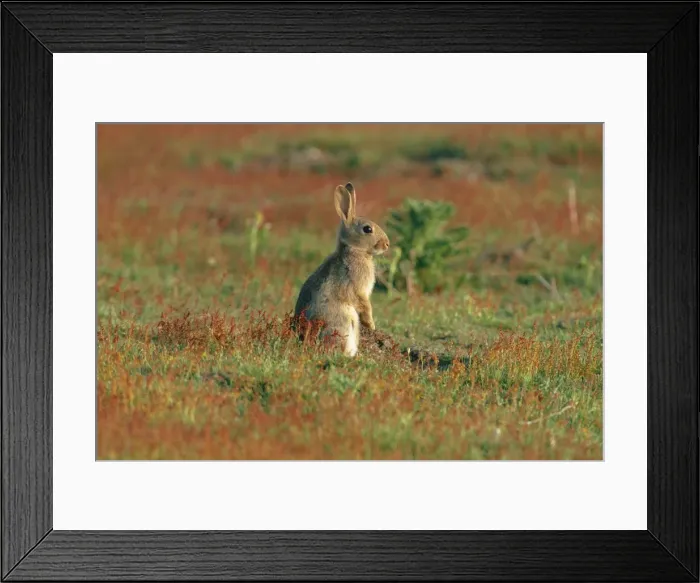 Framed Print : Rabbit CK 1796 Oryctolagus cunicculus © Chris Knights / ardea. com Framed Print : Rabbit CK 1796 Oryctolagus cunicculus © Chris Knights / ardea. com