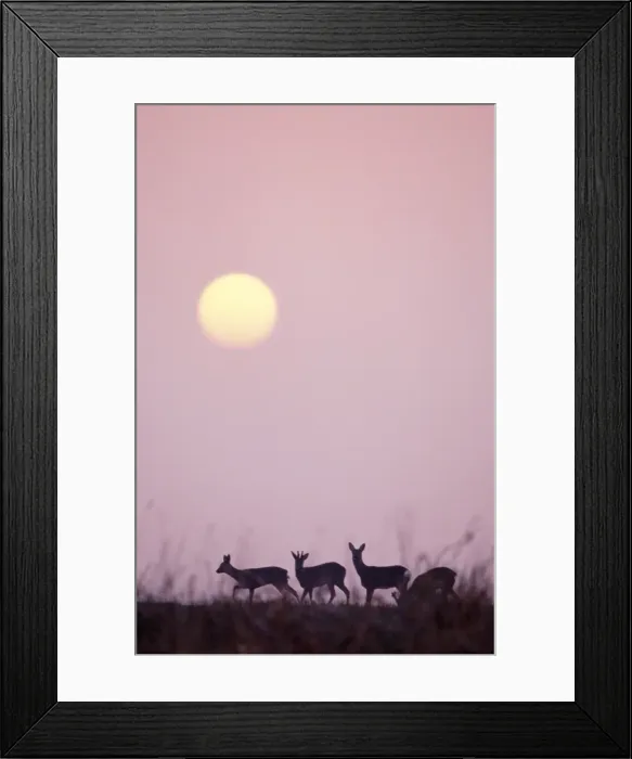 Framed Print : Roe Deer CK 3419 Capreolus capreolus © Chris Knights / ARDEA LONDON Framed Print : Roe Deer CK 3419 Capreolus capreolus © Chris Knights / ARDEA LONDON