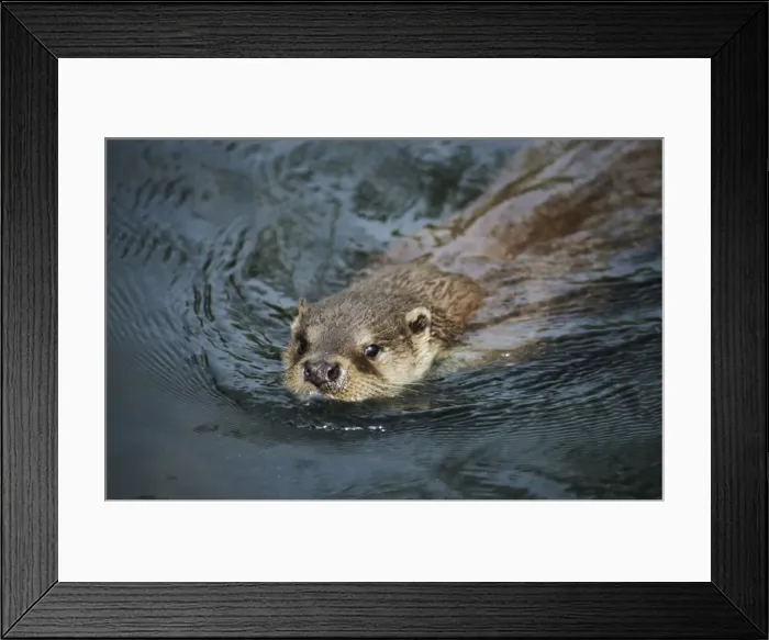 Framed Print : Otter - swimming - The Otter Trust - Suffok - UK MA001704 Framed Print : Otter - swimming - The Otter Trust - Suffok - UK MA001704