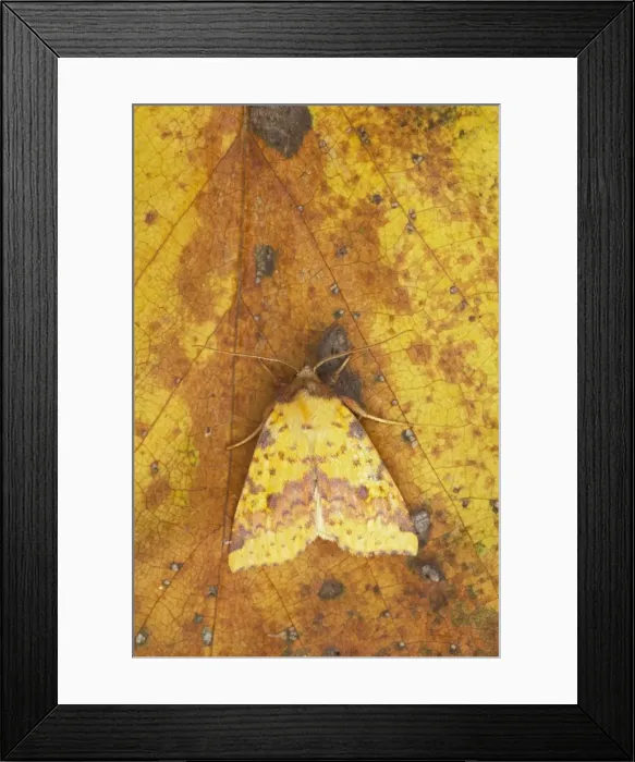 Framed Print : Pink Barred Sallow Moth - Essex, UK Autumn IN000594 Framed Print : Pink Barred Sallow Moth - Essex, UK Autumn IN000594