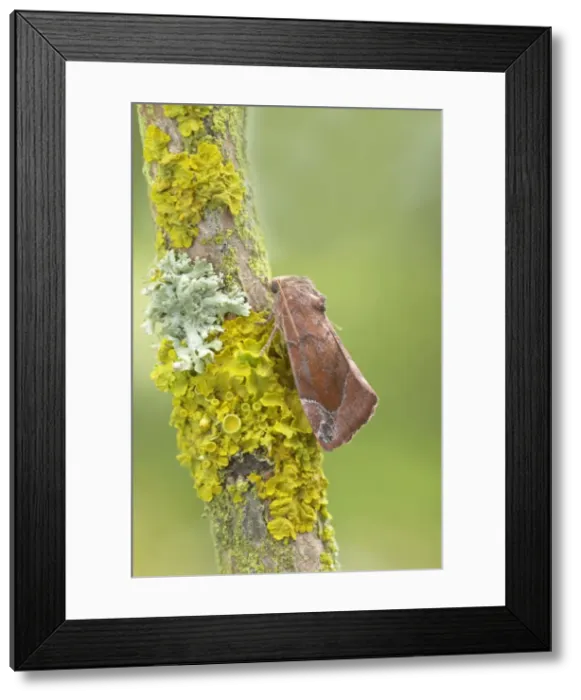 Framed Print : Lunar Spotted Pinion Moth - Essex, UK IN000679 Framed Print : Lunar Spotted Pinion Moth - Essex, UK IN000679