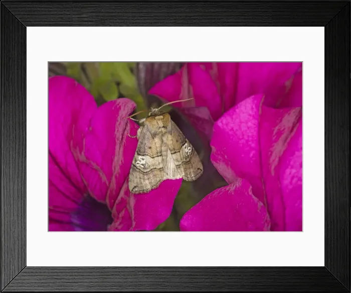 Framed Print : Figure of Eighty Moth - Essex, UK IN000897 Framed Print : Figure of Eighty Moth - Essex, UK IN000897