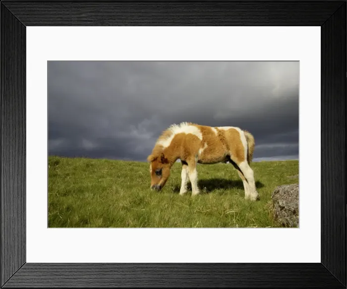 Framed Print : Dartmoor Ponies Dartmoor National Park Devon UK MA000103 Framed Print : Dartmoor Ponies Dartmoor National Park Devon UK MA000103