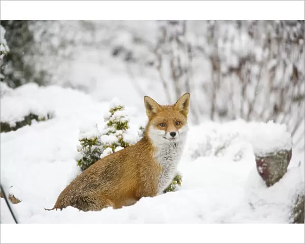 Fox - in garden snow - Essex, UK MA002255