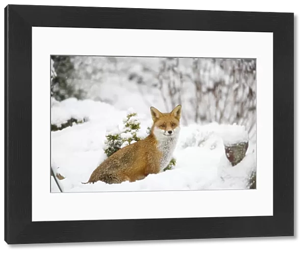 Fox - in garden snow - Essex, UK MA002255