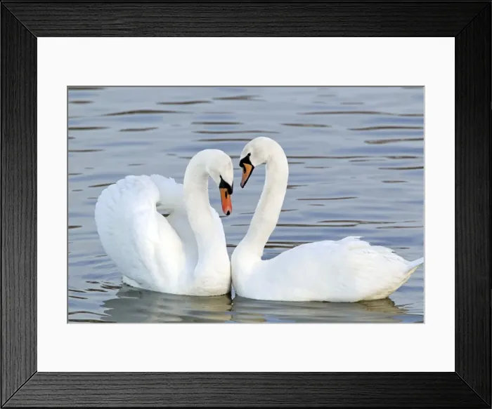Framed Print : Mute Swan - Courtship display - Caerlaverock WWT BI020628 Framed Print : Mute Swan - Courtship display - Caerlaverock WWT BI020628