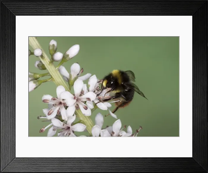 Framed Print : Red-tailed Bumblebee - male on garden flower - Essex - UK IN000964 Framed Print : Red-tailed Bumblebee - male on garden flower - Essex - UK IN000964