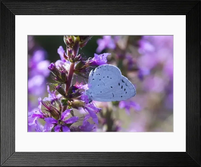 Framed Print : Holly Blue Butterfly - feeding on garden flower - Essex - UK IN000971 Framed Print : Holly Blue Butterfly - feeding on garden flower - Essex - UK IN000971