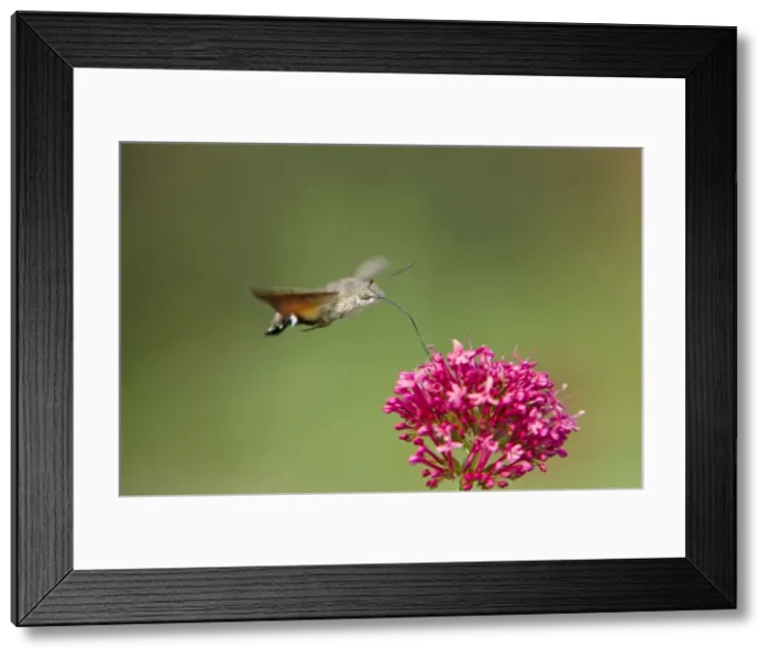 Framed Print : Hummingbird Hawkmoth - in flight - feeding on Valerian Flower Essex, UK IN000976 Framed Print : Hummingbird Hawkmoth - in flight - feeding on Valerian Flower Essex, UK IN000976