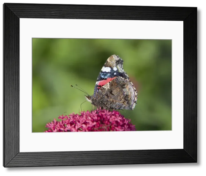 Framed Print : Red Admiral Butterfly - feeding on Valerian Flower Essex, UK IN000987 Framed Print : Red Admiral Butterfly - feeding on Valerian Flower Essex, UK IN000987