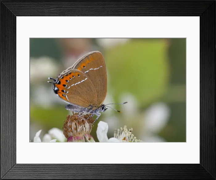 Framed Print : Black Hairstreak Butterfly - on Bramble - UK Framed Print : Black Hairstreak Butterfly - on Bramble - UK