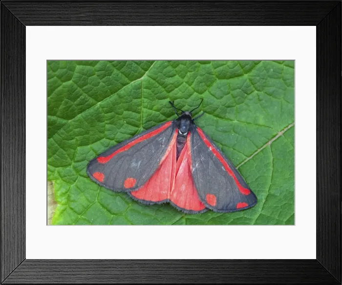 Framed Print : Cinnabar Moth on a Leaf - UK Framed Print : Cinnabar Moth on a Leaf - UK