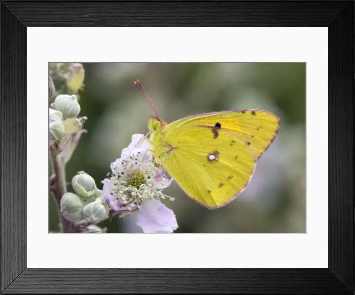 Framed Print : Clouded Yellow Butterfly - on bramble - UK Framed Print : Clouded Yellow Butterfly - on bramble - UK