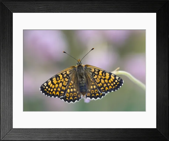 Framed Print : Glanville Fritillary Butterfly - UK Framed Print : Glanville Fritillary Butterfly - UK