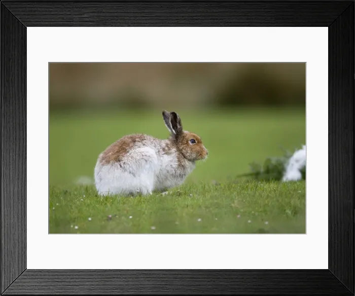 Framed Print : Irish Hare - Isle of Mull - Scotland - UK Framed Print : Irish Hare - Isle of Mull - Scotland - UK