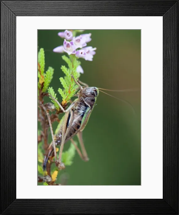 Framed Print : Bog Bush cricket - female - heathland - Cornwall - UK Framed Print : Bog Bush cricket - female - heathland - Cornwall - UK