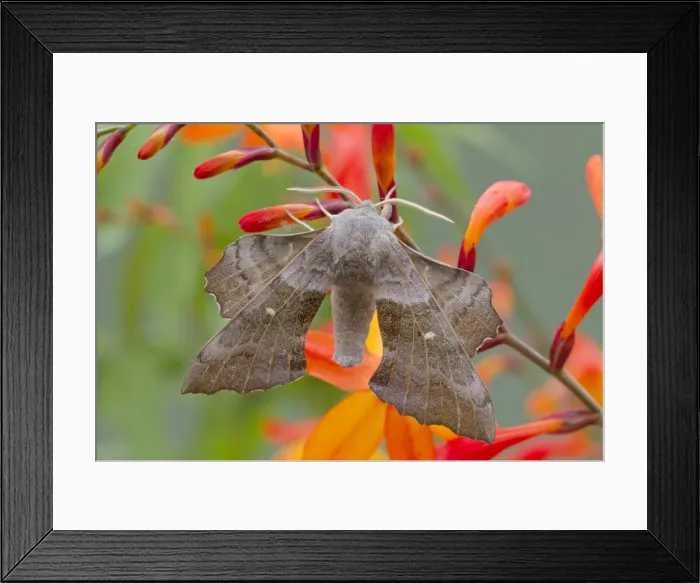Framed Print : Poplar Hawkmoth - on Crocosmia flower - UK Framed Print : Poplar Hawkmoth - on Crocosmia flower - UK