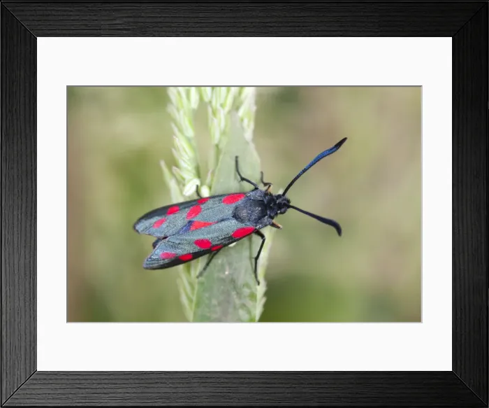 Framed Print : Six Spot Burnet Moth - on Yorkshire Fog grass - UK Framed Print : Six Spot Burnet Moth - on Yorkshire Fog grass - UK