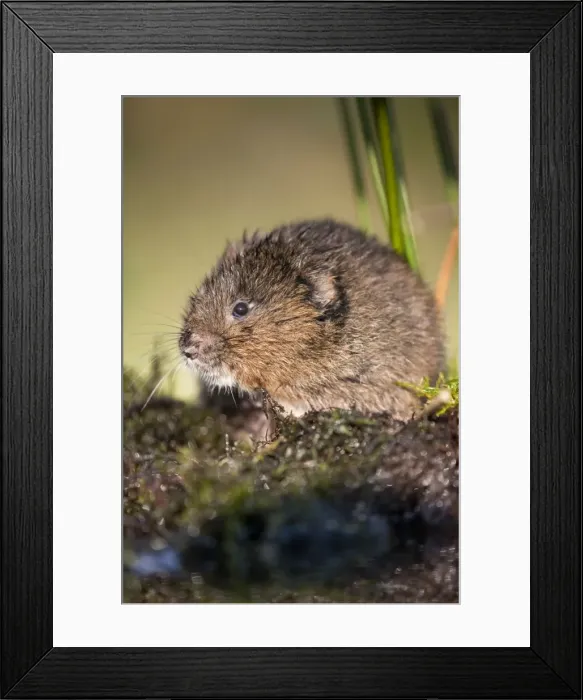 Framed Print : Water Vole - UK Framed Print : Water Vole - UK