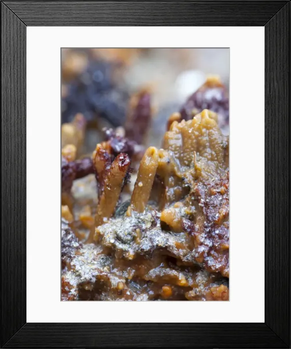 Framed Print : Breadcrumb Sponge - Cornwall - UK Framed Print : Breadcrumb Sponge - Cornwall - UK