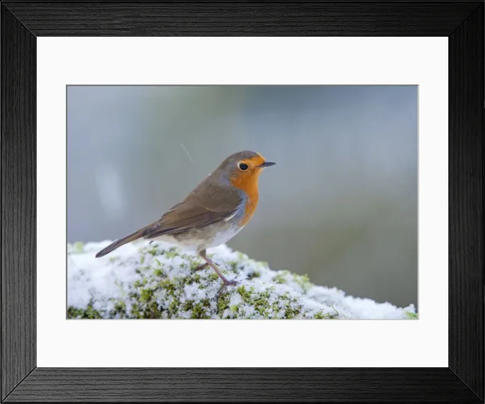 Framed Print : Robin - in snow - Winter - UK Framed Print : Robin - in snow - Winter - UK