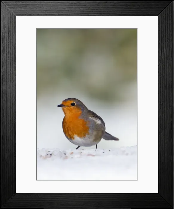 Framed Print : Robin - in snow - Winter - UK Framed Print : Robin - in snow - Winter - UK