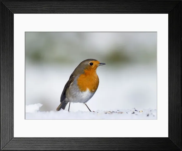 Framed Print : Robin - in snow - Winter - UK Framed Print : Robin - in snow - Winter - UK